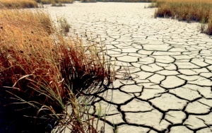 Засуха может повредить урожаю на Ставрополье