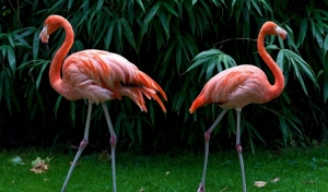 Розовые фламинго поселились в парке Черкесска