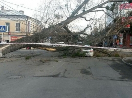 Рухнувшее в Ставрополе дерево чудом не натворило бед