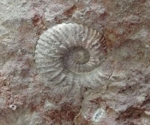 В Кисловодске туристы нашли аммонита — окаменелость из древнего океана Тетис