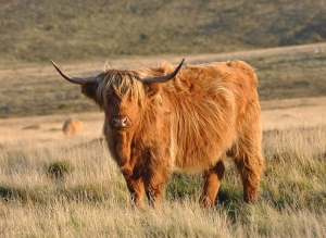 Уникальные коровы поселились под Арзгиром