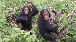 Шимпанзе тоже страдают алкоголизмом