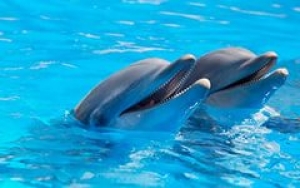 Крымские боевые дельфины будут служить в армии