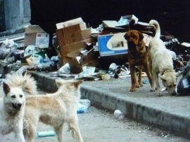Безнадзорные животные в Ставрополе: стерилизовать, чипировать или усыплять?