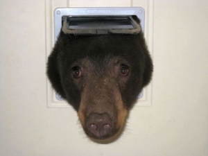 В США медведь пытался проникнуть в дом через кошачий лаз