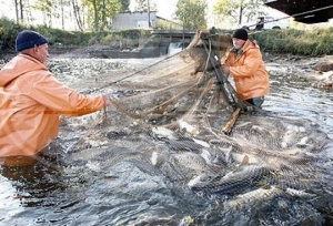 На Ставрополье рыбоводов поддержат рублем