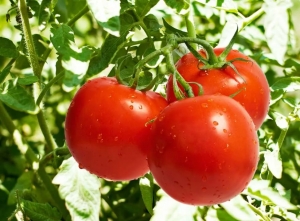 На Ставрополье один тепличный комплекс даст 5,5 тыс. тонн томатов