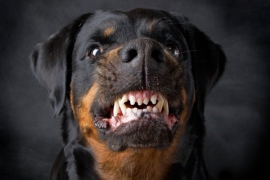В Ставрополе агрессивная собака «кошмарила» горожан 1 января