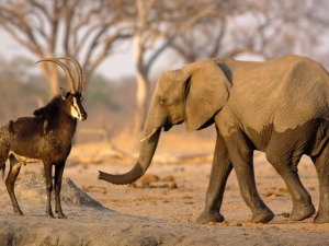 Слонов из Национального парка в Зимбабве распродают по всему миру