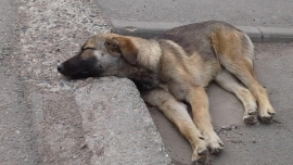 В Нальчике приютят бездомных собак