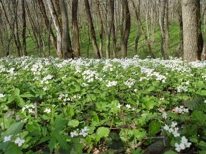 В Ставрополе аннулировано более 30 сделок по передаче в собственность земель природного заказника «Русский лес»