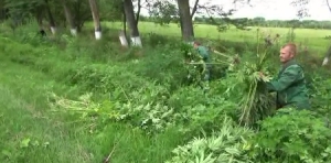 В Курском районе Ставрополья уничтожили плантацию конопли