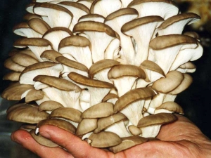 Гостей здравниц КМВ накормят грибами по-новому