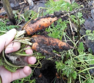 На Ставрополье садоводы и дачники собрали урожай моркови в январе