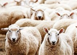 У жителя Сенгилеевского украли стадо овец