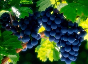 Поддержка виноградарей Ставрополья увеличится в 2,5 раза
