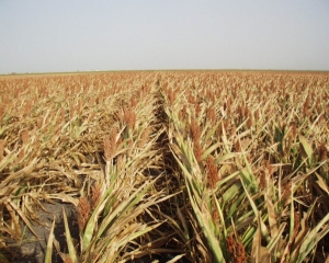 Восемь районов Ставрополья могут лишиться урожая из-за засухи