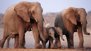 Молния у Индостана убила двух слонов и их детёнышей 