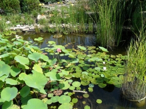Миллион алых роз и другие «фишки» Ботанического сада Ставрополя