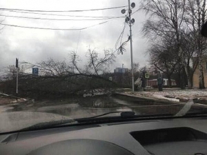 В Ставрополе разгулявшийся ветер сносил крыши и вырывал с корнями деревья