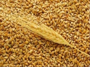На Ставрополье собрали первый миллион тонн зерна