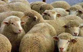 В Ставрополе обсудили перспективы овцеводства