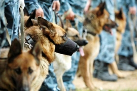 На Ставрополье с собаками ищут опасных преступников