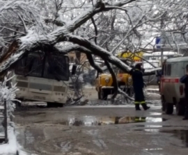 В Пятигорске дерево рухнуло на автобус