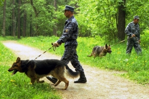 В Члинском лесу Ставрополя ищут потерявшегося мужчину