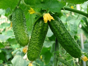 В Ессентуках огурцы и салат защищают энтомофаги собственного «производства»