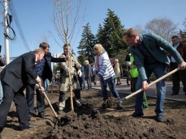 Депутаты высадили деревья на улице Дзержинского в Ставрополе