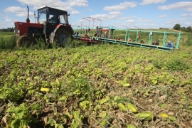 На Ставрополье псевдофермеры «отщипнули» 66 миллионов из бюджета на выращивание овощей