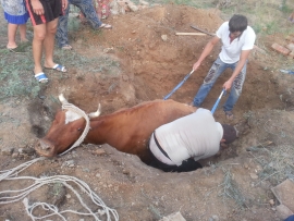 На Ставрополье спасатели вытащили застрявшую вертикально в колодце корову
