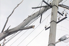 В Ставрополе дерево, упавшее на провода, лишило света почти 700 абонентов