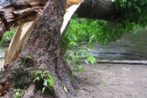 В Лермонтове рухнувшее дерево серьезно травмировало двух девочек