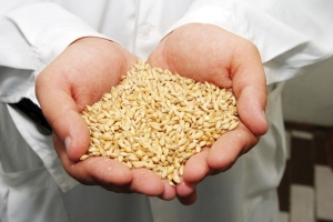 Ставропольские аграрии планируют собрать 9 миллионов тонн зерновых
