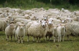 Отара овец исчезла с подворья на Ставрополье