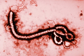 Собаку заразившейся вирусом Эбола женщины усыпили