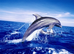 Дельфины «видят» звуки