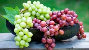 Аграрии на Ставрополье приступили к сбору винограда