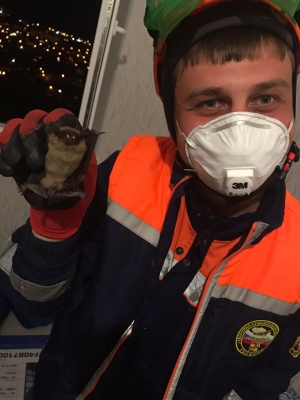 Спасатели избавили жительницу Ставрополя от летучей мыши