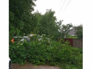 В СУ СКР по Ставрополью начали проверку после падения на женщину дерева