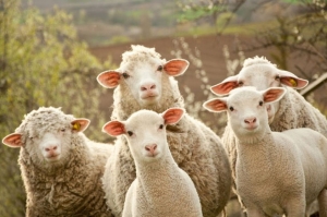 В Андроповском районе задержали овцекрада