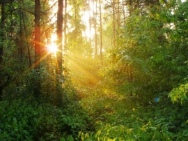 Для восстановления реликтовых лесов в Ставрополе высадили первые 500 дубов