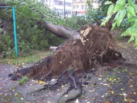 Сильный ветер в Ставрополе с корнем вырвал тополь