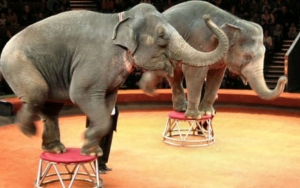 В Невинномысске у цирковых слонов нашлись «адвокаты»
