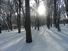 Черный лес на окраине Ставрополя стал Центральным парком