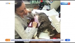 Кот из администрации Невинномысска «засветился» на федеральном канале