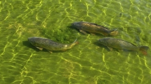 В Комсомольском озере Ставрополя станет больше рыбы