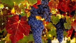 Виноградарям на Ставрополье компенсируют затраты